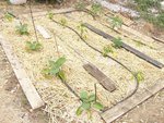 potager 012.JPG