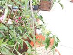 Tomate Pipo.JPG