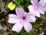 DSC00106.JPG