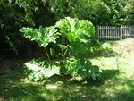 le gunnera n'a que 2 ans et il pousse à grande vitesse