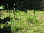 les tests avec les iris, plantés il y a 1 mois