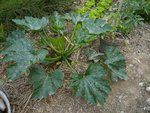 courgette de Kikou.jpg