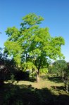 Il a trente ans mais celui que j'ai planté, jeune scion , il y a 5 ans fait déjà près de 4m de haut.