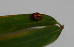 insectes_06_1.JPG