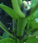 IMG_0029.JPG