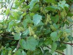 genre de vigne 1.jpg