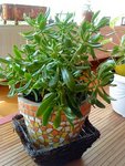 DSC00162.jpg