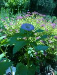 Nicandra bleu.jpg
