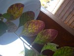 DSC00141.jpg