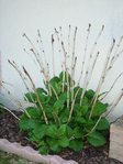 DSC01287a.jpg