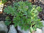 DSC01290a.jpg