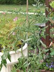 potager 021.JPG