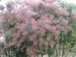 Voici l'arbre en question!