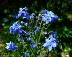 myosotis bleu.jpg
