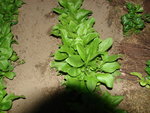 DSC02069.JPG