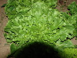 DSC02070.JPG