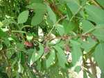 les fruits en formes de coeur