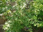 DSC05588.jpg