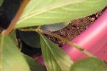 sur mon weigelia (sais po trop comment sa s'ecrit....<br />et par contre en plus de ces truc blanc ya plein plein plein plein de fourmie dessus....mais pas sur les autres...