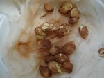 graines de melon - pot 1.jpg
