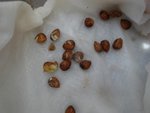 graines de melon - pot 2.jpg