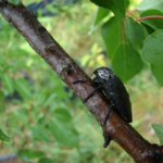insecte.png