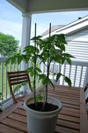 DSC_0220.JPG