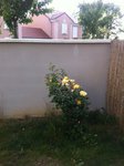 Rosier 024a.jpg