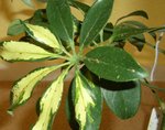 schefflera.JPG