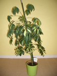 schefflera3.JPG