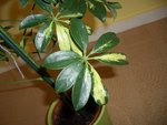 schefflera2.JPG
