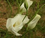 fleur bouquet Emilie 2.JPG