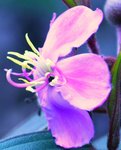 Fleurs Sapa - Copie.JPG