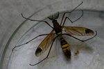 insectes_08.JPG