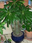 Pachypodium 2.JPG