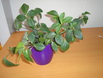 DSC00936.JPG