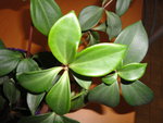 DSC00933.JPG