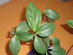 DSC00935.JPG
