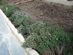 Les pieds de Thym au début du printemps