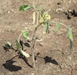 Tomates 1.JPG