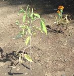 Tomates 3.JPG