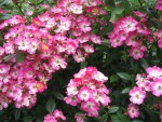 Mozart bien en fleurs