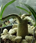 adenium 3 branches.jpg