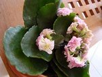 DSC00974.JPG