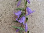 IMG_4179.JPG
