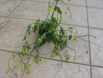 IMG_4114.JPG