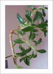 plante01.jpg
