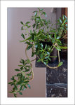 plante02.jpg