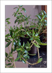 plante03.jpg