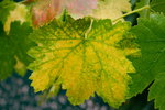 feuille de vigne malade